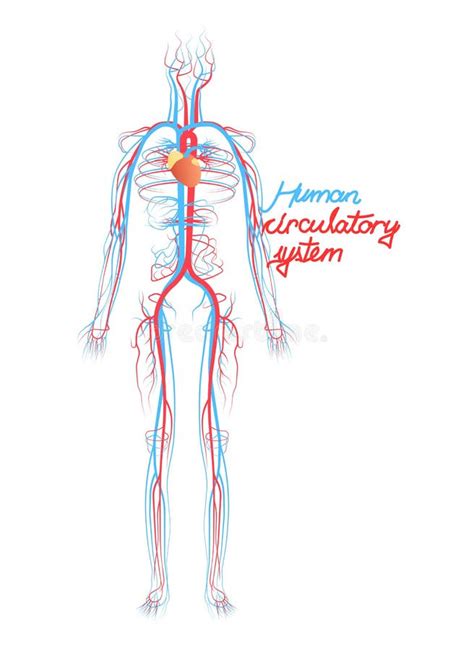 Mi Niowej Arterii Anatomiczny Wektorowy Ilustracyjny Przekr J