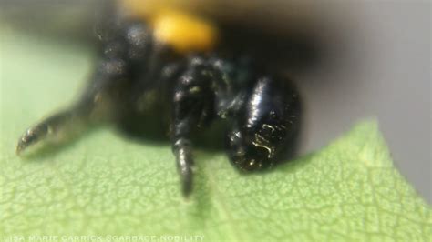 Willow Sawfly Larvae Nematus Ventralis Macro HD YouTube