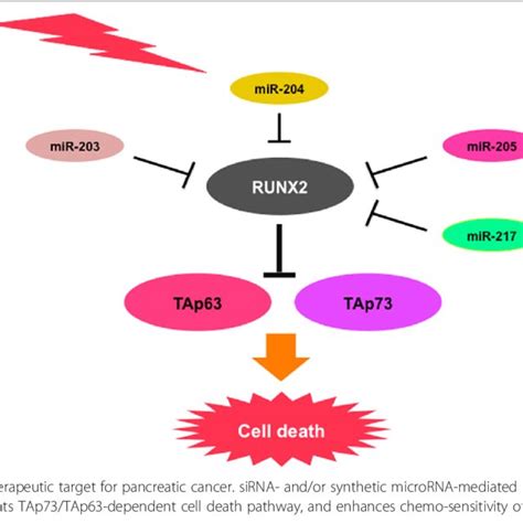 Pdf Impact Of Runx2 On Drug Resistant Human Pancreatic Cancer Cells