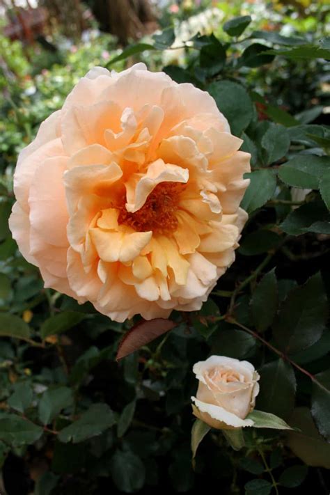 Rose Just Joey • Lifestyle Home Garden Online Shop