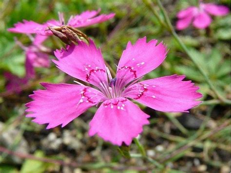 Maiden Pink Dianthus Deltoides 1500 X 1127 R Wallpapers