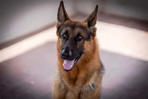 10 Essential German Shepherd Diet Tips - Acme Canine