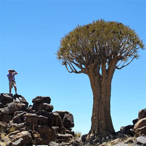 Fotos gratis paisaje árbol rock desierto montaña planta