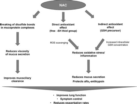 Mechanisms of action of N-acetylcysteine (NAC). NAC acts as a ...