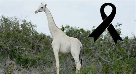 Une Des Derni Res Girafes Blanches Connue A T Tu E Probablement Par