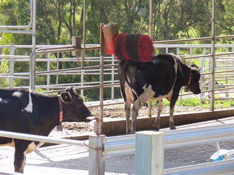 Pyengana Dairy Farm Gate Cafe Food And Drink Discover Tasmania