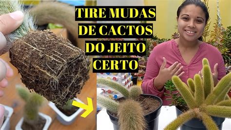 Cacto Como Tirar Mudas Cacto Rabo De Macaco E Rabo De Gato Da Forma