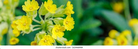 Primrose Primula Veris Cowslip Common Cowslip Stock Photo 1624468984