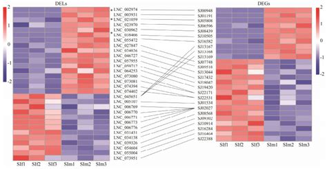 Identification And Characterization Of Long Non Coding Rnas Involved In Sex Related Gene