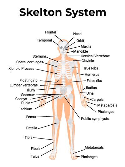 Notevole arco splendore human body parts skeleton Faringe Calma Falange