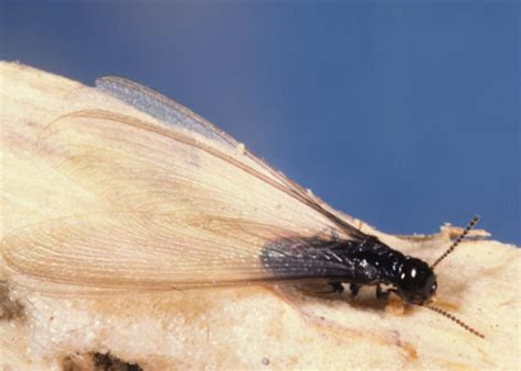 Western Subterranean Termites