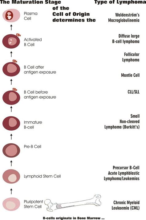 Lymphoma Simplified