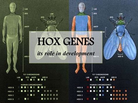 Hox Genes And Its Role In Development