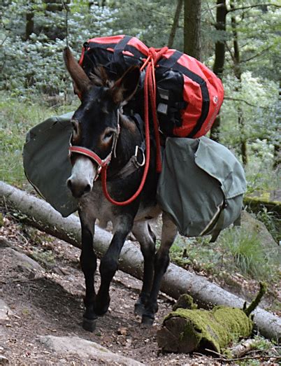 2570 Km Avec Deux ânes Sur Le Chemin De Compostelle Écrivons Votre