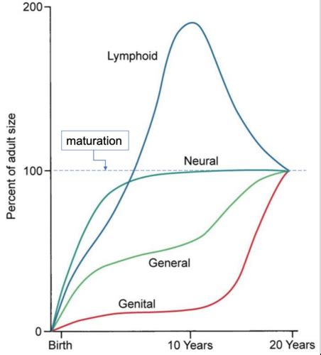 Somatic Growth And Development Flashcards Quizlet