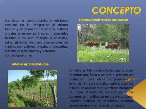 Sistema Agroforestal