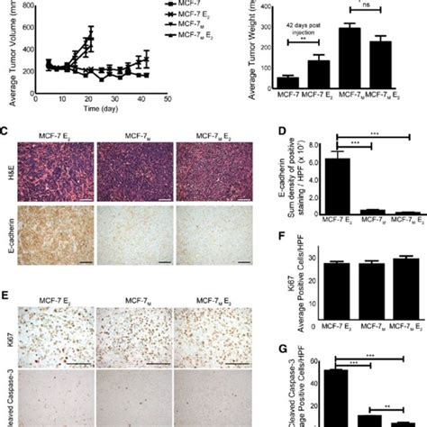 Mcf Cells Cultured As Mammospheres Undergo A Stable Emt A