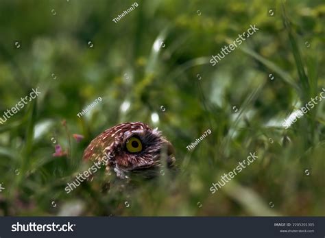 Small Burrowing Owl Peering Through Grass Stock Photo