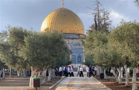 Zionistische Siedler stürmen erneut Innenhöfe der Al Aqsa Moschee