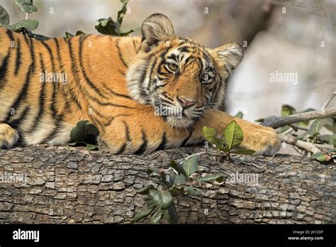 A Wild Tiger Cub Sleeping On The Trunk Of A Tree In Ranthambhore Tiger