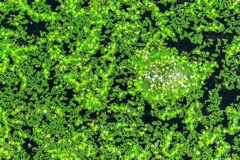 A continuous layer of floating algae Lemna and Wolffia on the surface