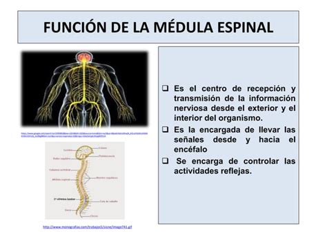 Corteza Cerebral Y M Dula Espinal Ppt