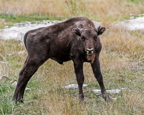 Bisons Europe Young Baby · Kostenloses Foto Auf Pixabay