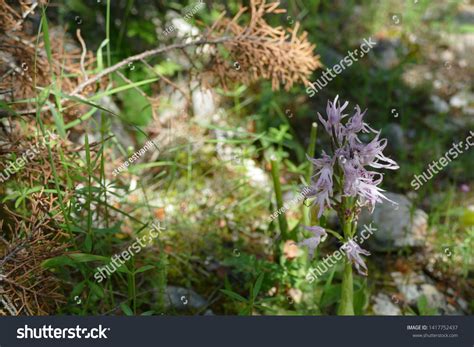 Naked Man Orchid Orchis Italica Pomena Stock Photo Shutterstock
