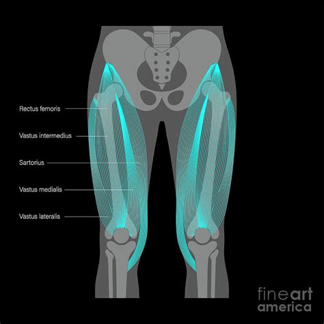 Quadriceps Muscle Anatomy 1 By Pikovit Science Photo Library