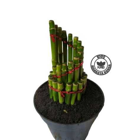 Jual Lucky Bamboo Bambu Hoki Tanaman Hias Bambu Hoki Sri Rejeki