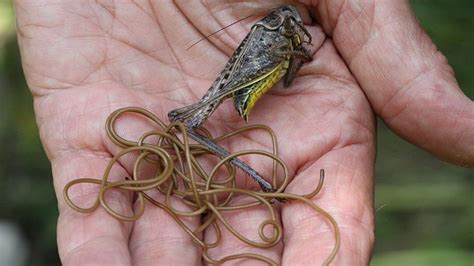 Millstream Ravenshoe Water Horsehair Worm Found In Tap The Cairns Post