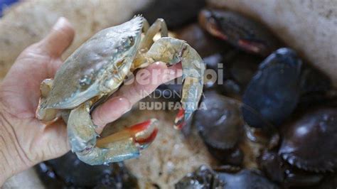 Sekali Panen Kg Kepiting Soka Banda Aceh Di Kirim Ke Medan Dan Di