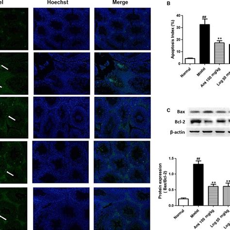 Loganin Relieved Ageinduced Gc Cell Apoptosis Detected By Ao Eb