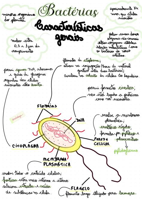 Características gerais das bactérias Microbiología