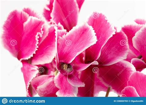 Cyclamen Hederifolium Ivy Leaved Cyclamen Sowbread With Pink Flowers