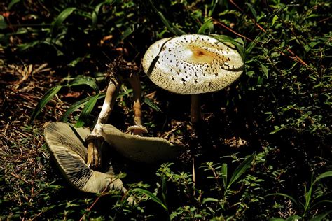 Fungi On The Trail 8 2 2020 Timmerman Trail Cayce SC C Flickr