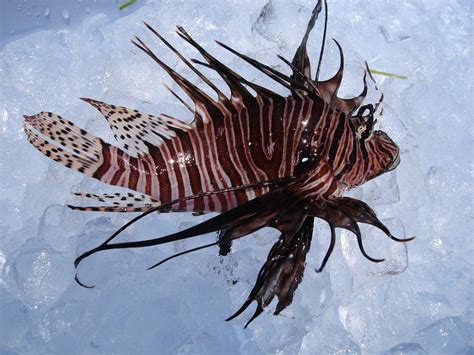 Lionfish Invasive Species