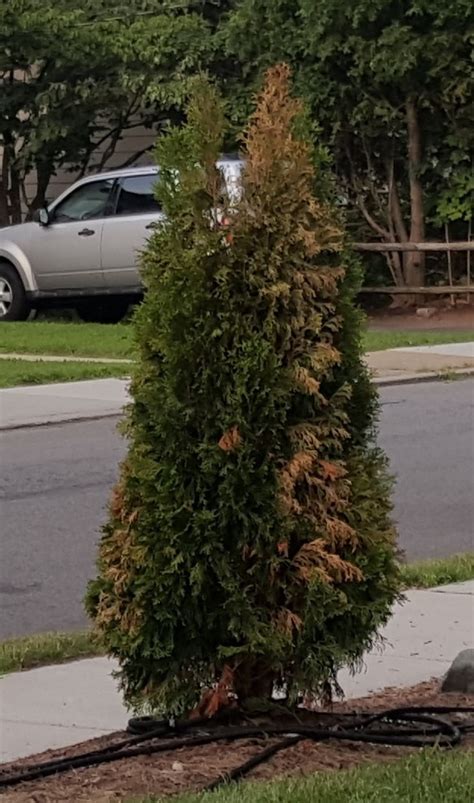 Thuja Emerald Green Occidentalis Arborvitae Dying