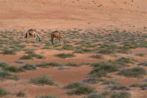 Due Cammelli Che Si Nutrono Di Cespugli Del Deserto Sotto Una Duna Di