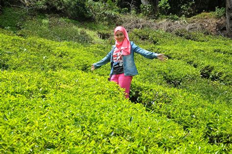 Kilang Dan Ladang Teh Boh Cameron Highland Blog Abah Careno