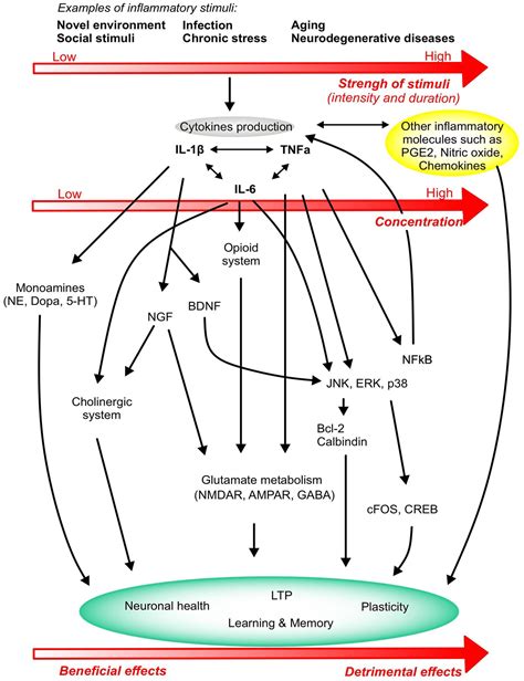 The Role Of Cytokines In Modulating Learning And Memory And Brain