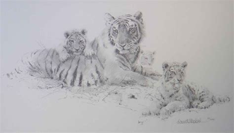 Davidshepherd Tigerandcubspencil