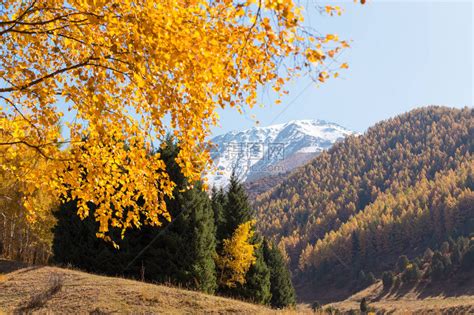 秋天风景黄树和绿树山地高清图片下载 正版图片507478316 摄图网