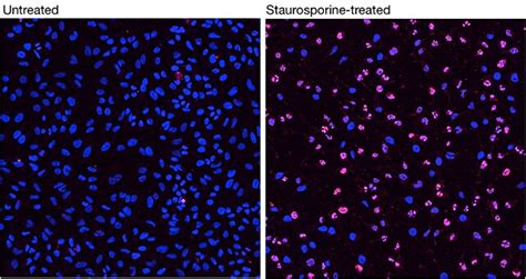 HCS Apoptosis TUNEL Assay Thermo Fisher Scientific CN