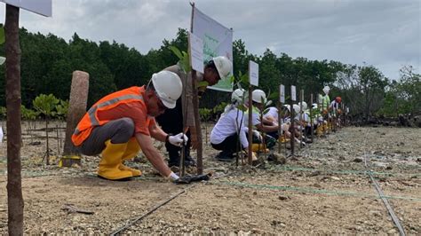 Peringati Hari Mangrove Sedunia PT DSSP Power Kendari Tanam 20 000