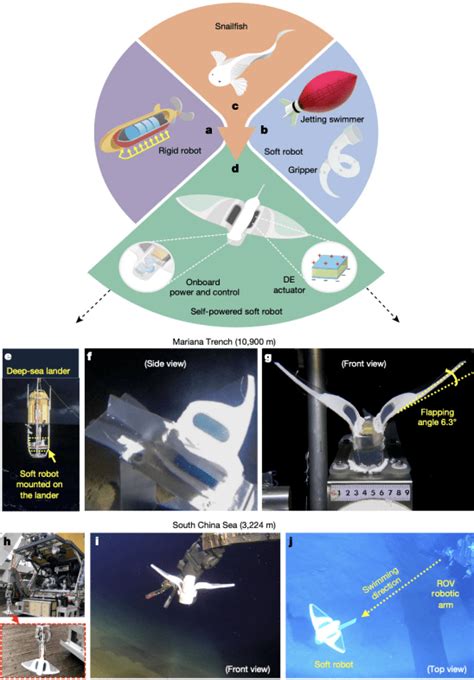 Nature封面：浙大软体机器人成功挑战马里亚纳海沟，水下10900米运动自如深海
