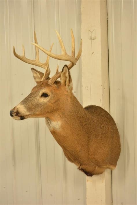 10-Point Whitetail Deer Shoulder Mount