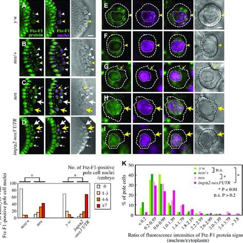 Nos Represses Imp Translation In An Nre Like Sequence Dependent