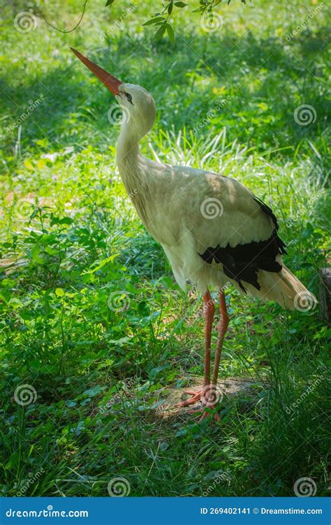 White Stork Walking On The Grass Ground In The Park On A Sunny Day