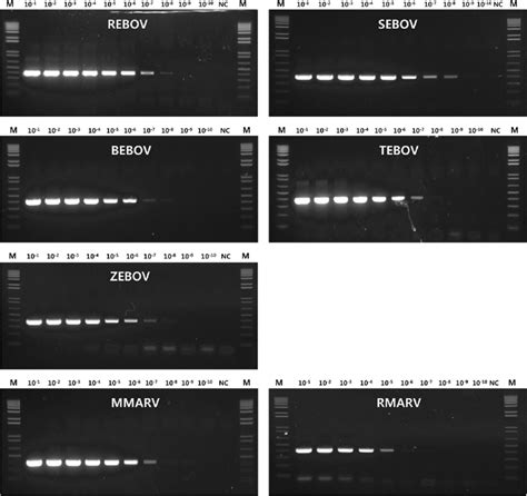 Sensitivity Of Conventional Rt Pcr Amplified With Specific Primers For